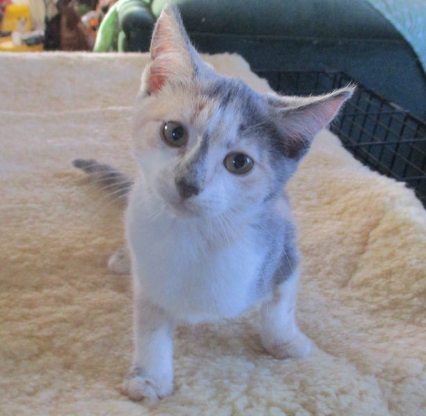 HUMANE SOCIETY RESCUE KITTENS Carousel 1