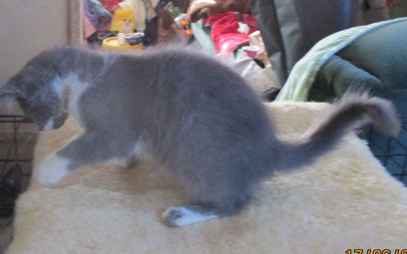HUMANE SOCIETY RESCUE KITTENS Carousel 5