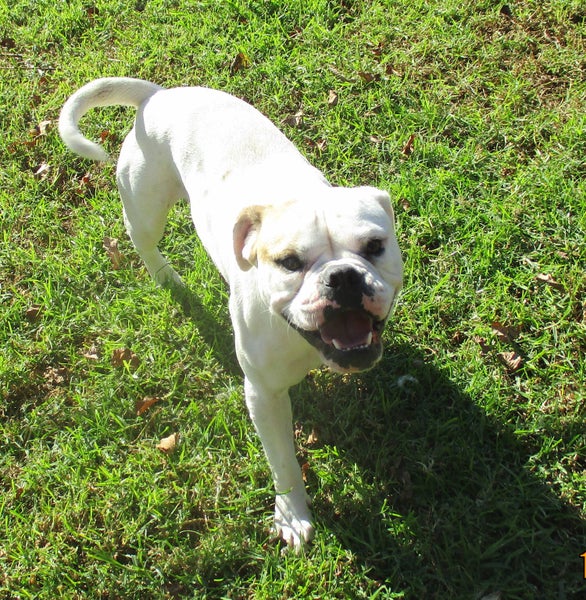 HUMANE SOCIETY RESCUE DOG - FLETCH A BULLDOG X Carousel 2