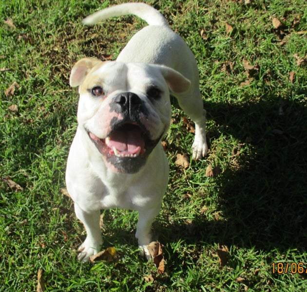 HUMANE SOCIETY RESCUE DOG - FLETCH A BULLDOG X Carousel 1