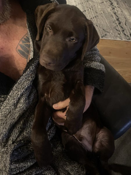 Chocolate Lab Puppies Carousel 5