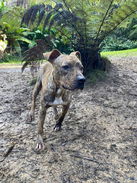 Male Staffy Lab Mix Carousel 1