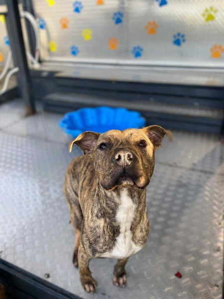 Male Staffy Lab Mix Carousel 2