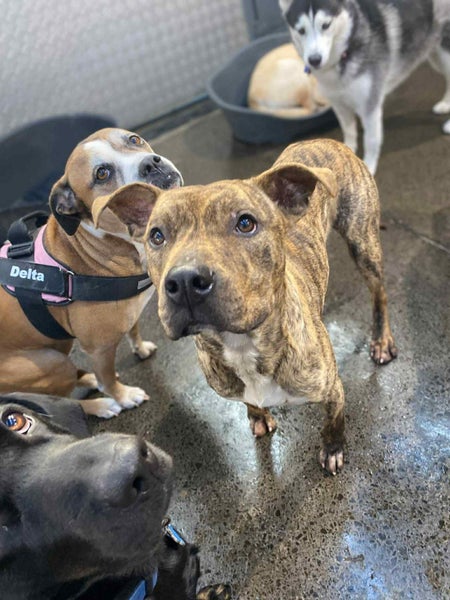 Male Staffy Lab Mix Carousel 7