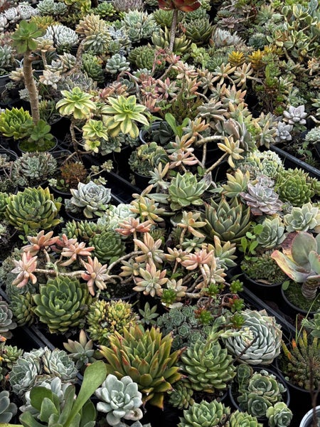 Succulents (Assorted) 10cm - Low Maintenance Plant! Carousel 1