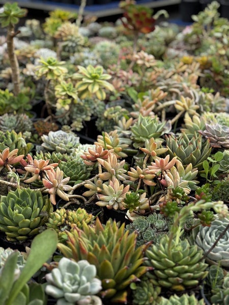 Succulents (Assorted) 10cm - Low Maintenance Plant! Carousel 2