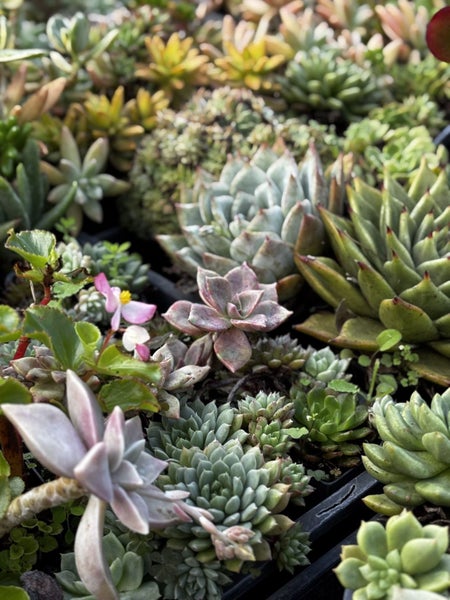 Succulents (Assorted) 10cm - Low Maintenance Plant! Carousel 3