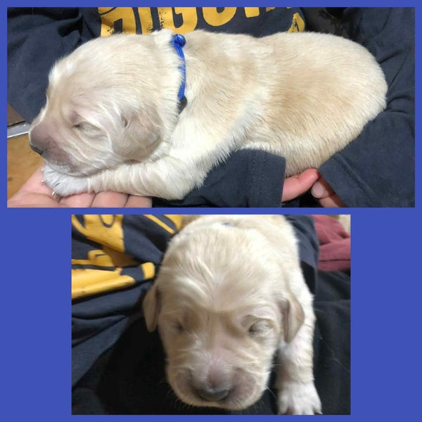 Pure Bread Golden Retriever Puppies62863236896641113