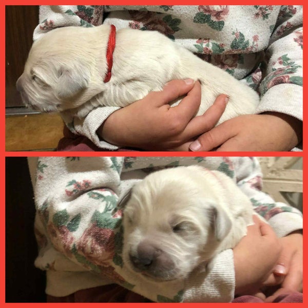 Pure Bread Golden Retriever Puppies62863236896641112
