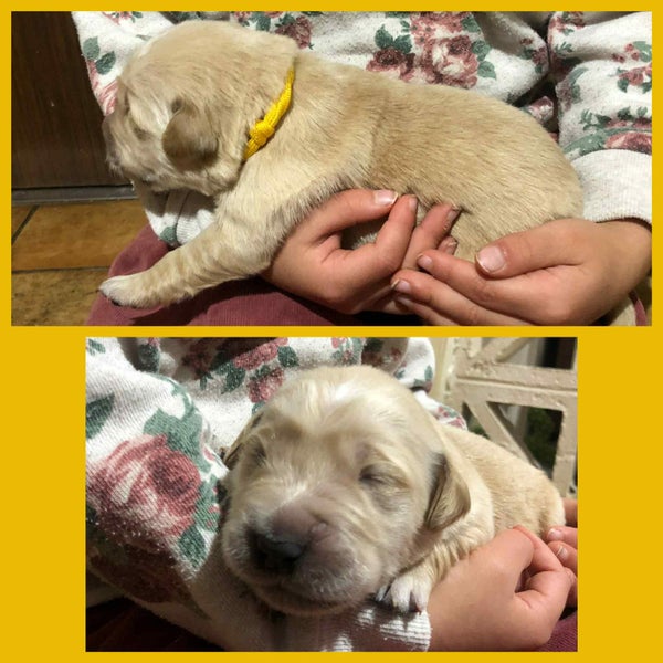 Pure Bread Golden Retriever Puppies62863236896641114