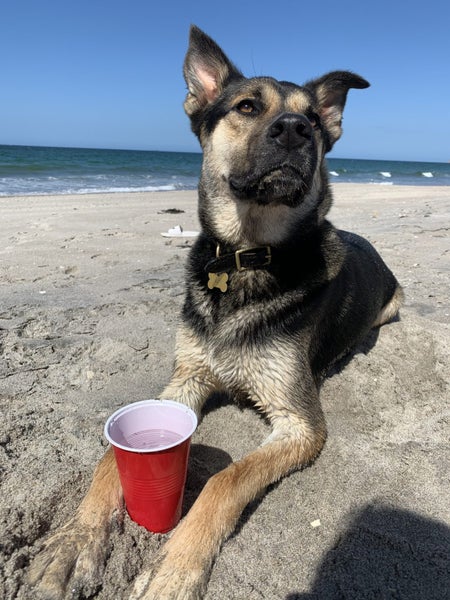 CHARLIE NEEDS A FOREVER HOME – PLEASE READ FULL LISTING Carousel 2
