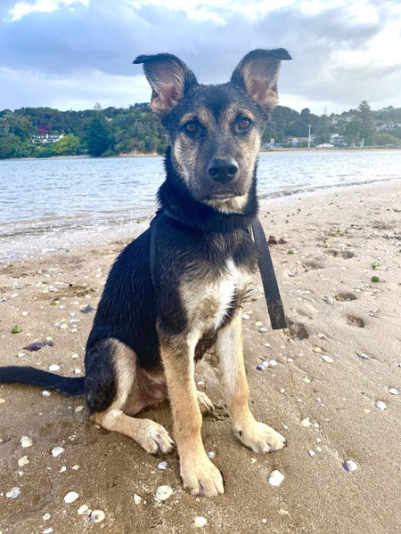 CHARLIE NEEDS A FOREVER HOME – PLEASE READ FULL LISTING Carousel 8