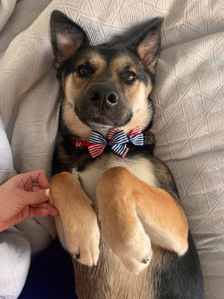 CHARLIE NEEDS A FOREVER HOME – PLEASE READ FULL LISTING Carousel 1