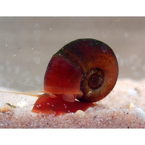 RED Ramshorn Snail tropical freshwater snail Carousel 1