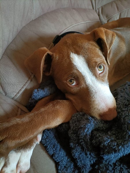 Clay (Ellie's Canine Rescue & Rehome) Carousel 1