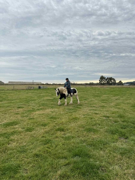 Big beautiful Purebred gypsy cob gelding62863873239682111