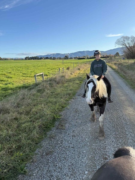 Big beautiful Purebred gypsy cob gelding62863873239682112