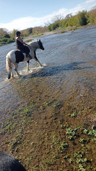 Big beautiful Purebred gypsy cob gelding62863873239682113