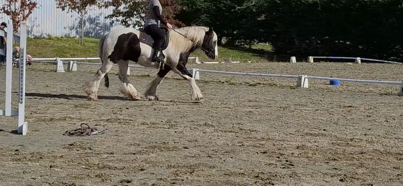 Big beautiful Purebred gypsy cob gelding62863873239682113