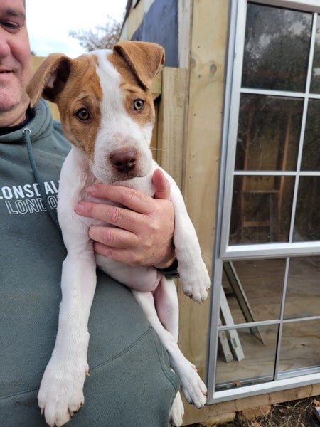Pearl - PUPPY Pound Hounds Rescue Carousel 2