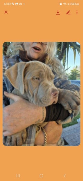 Dog63004014897795114
