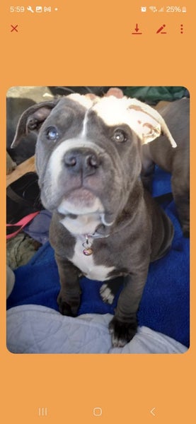 Dog63004014897795112