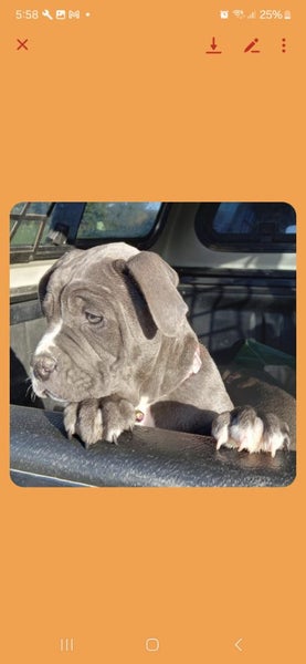 Dog63004014897795111