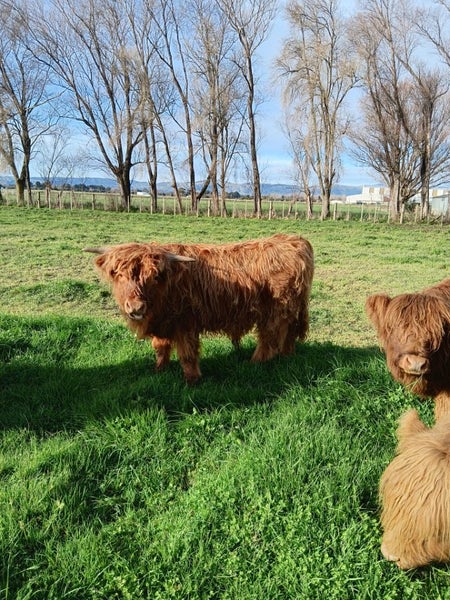 Highland bull calf Carousel 1