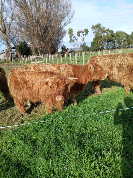 Highland bull calf Carousel 2