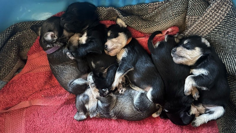 Miniture Schnauzer Puppies63003392674433111