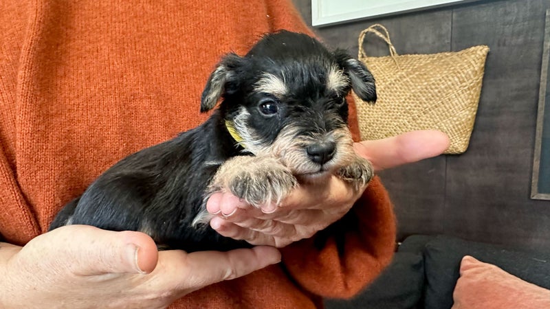 Miniture Schnauzer Puppies63003392674433112