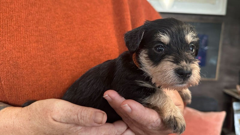 Miniture Schnauzer Puppies63003392674433113