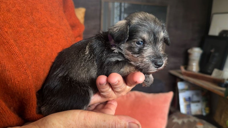 Miniture Schnauzer Puppies63003392674433114