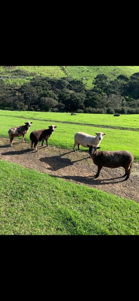 Sheep Arapawa Carousel 1