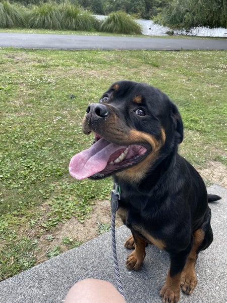 Rottweiler to adopt Carousel 2