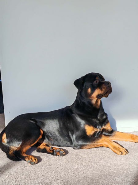 Rottweiler to adopt Carousel 1