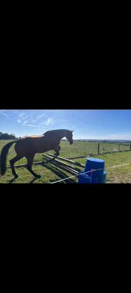 Tb Mare62937630317059112