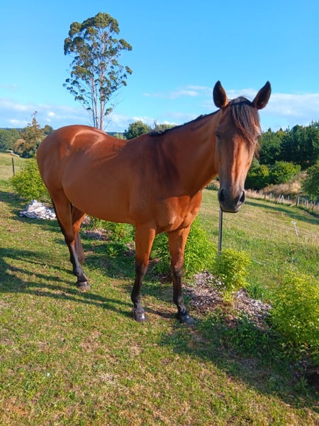 Tb Mare62937630317059113