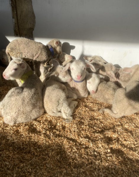 FREE NEW BORN LAMBS Carousel 2