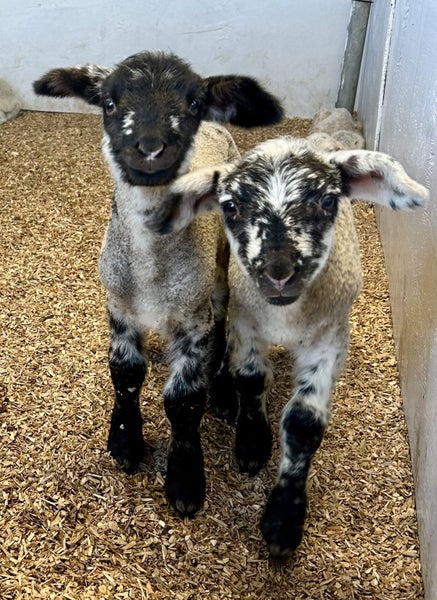 FREE NEW BORN LAMBS Carousel 1