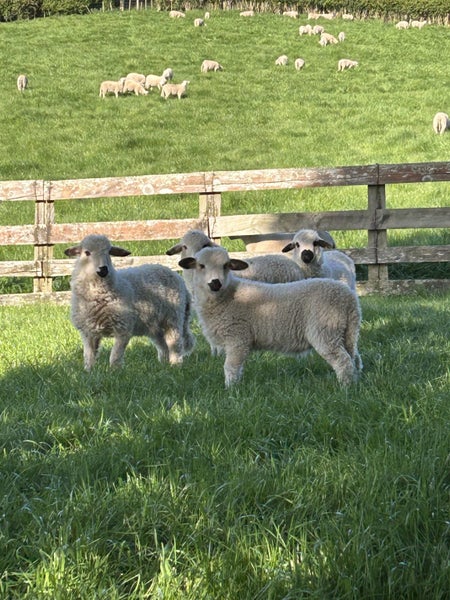 FREE NEW BORN LAMBS Carousel 4