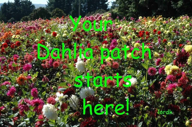 Dahlia tubers 10 tubers mixed colours. Carousel 1