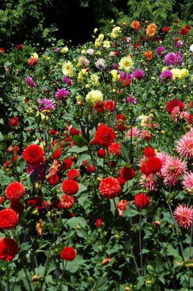 Dahlia tubers 10 tubers mixed colours. Carousel 2