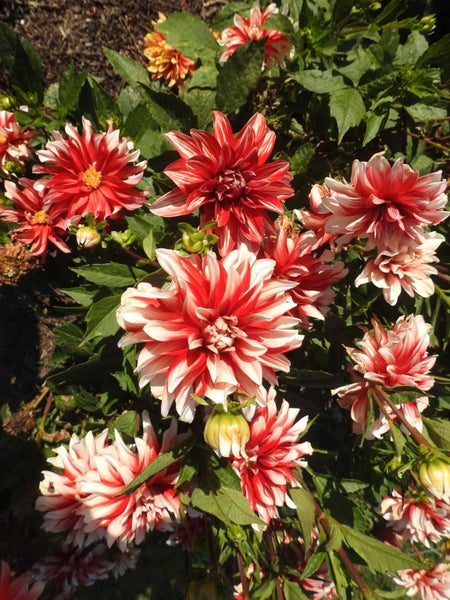 Dahlia tubers 10 tubers mixed colours. Carousel 18