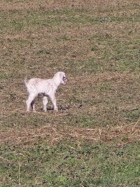Goat kids Carousel 2