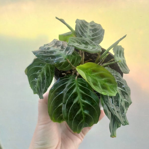 Maranta Leuconeura 'Cat Moustache' (rare) | 10cm Nursery Pot Carousel 7