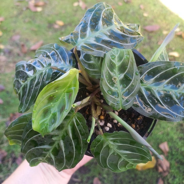 Maranta Leuconeura 'Cat Moustache' (rare) | 10cm Nursery Pot Carousel 1