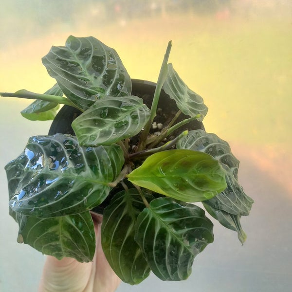 Maranta Leuconeura 'Cat Moustache' (rare) | 10cm Nursery Pot Carousel 2