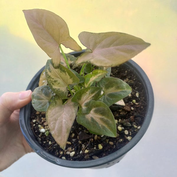 Syngonium podophyllum 'Pink Perfection' (uncommon) | 15cm Nursery Pot Carousel 4