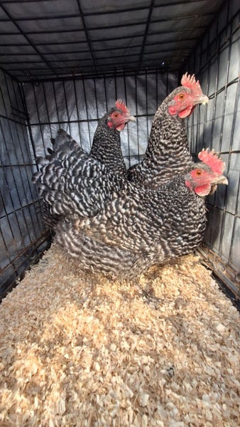 3x Point of lay Barred Rock x pullets Carousel 1